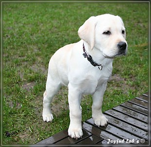 Joyful Labs Be Happy Girl "Greta"