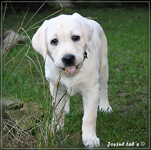 Joyful Labs Be Happy Girl "Greta"