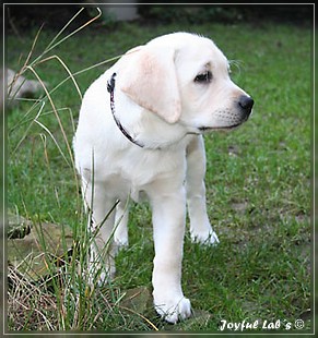 Joyful Labs Be Happy Girl "Greta"