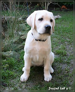 Joyful Labs Be Happy Girl "Greta"