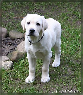 Joyful Labs Be Happy Girl "Greta"