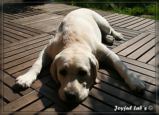 Joyful Labs Be Happy Girl "Greta"