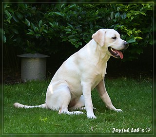 Joyful Labs Be Happy Girl "Greta"