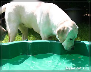 Joyful Labs Be Happy Girl "Greta"