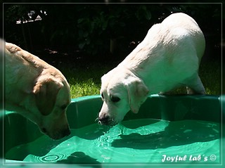 Joyful Labs Be Happy Girl "Greta"