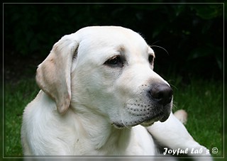 Joyful Labs Be Happy Girl "Greta"