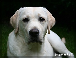 Joyful Labs Be Happy Girl "Greta"