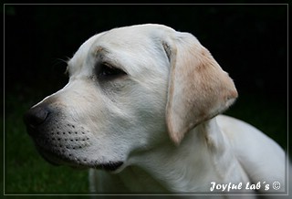 Joyful Labs Be Happy Girl "Greta"