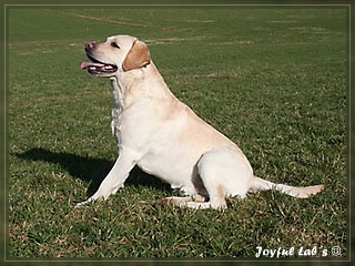 Joyful Lab's Adventure Boy "Henry"