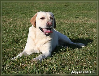 Joyful Lab's Adventure Boy "Henry"