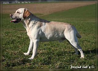 Joyful Lab's Adventure Boy "Henry"