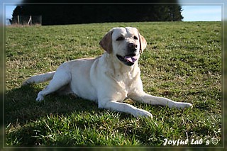 Joyful Lab's Adventure Boy "Henry"