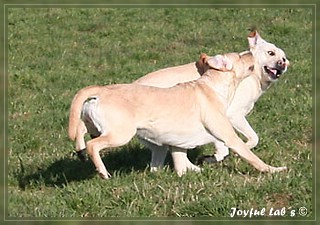 Joyful Labs