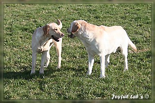 Joyful Labs