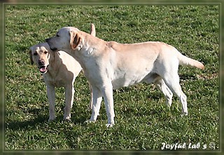 Joyful Labs