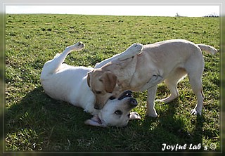 Joyful Labs