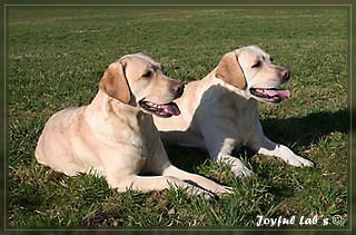 Joyful Labs