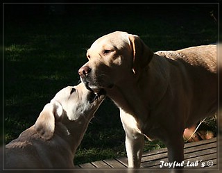 Joyful Labs Girls