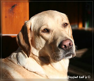 Joyful Lab's Always Happy Girl "Frieda"