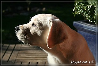 Joyful Labs Be Happy Girl "Greta"