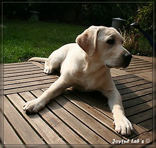 Joyful Labs Be Happy Girl "Greta"