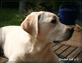 Joyful Labs Be Happy Girl "Greta"