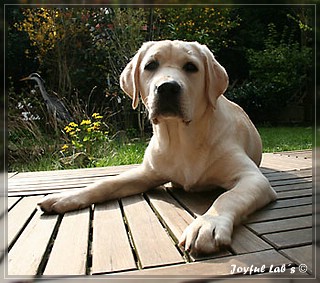 Joyful Labs Be Happy Girl "Greta"