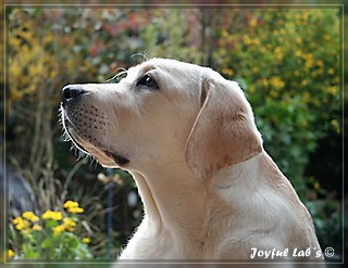 Joyful Labs Be Happy Girl "Greta"