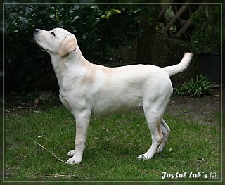 Joyful Labs Be Happy Girl "Greta"