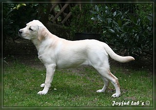 Joyful Labs Be Happy Girl "Greta"