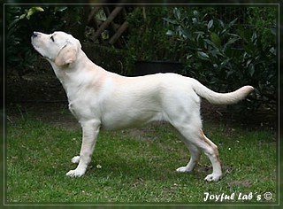 Joyful Labs Be Happy Girl "Greta"