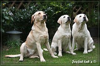 Joyful Labs Dreamgirls