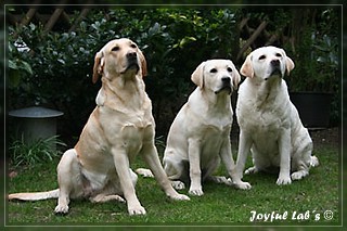 Joyful Labs Dreamgirls