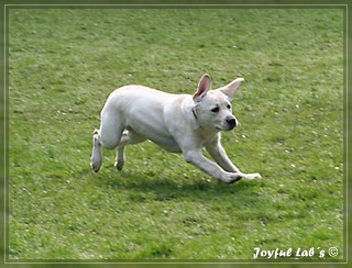 Joyful Labs Be Happy Girl "Greta"