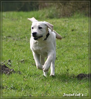 Joyful Labs Be Happy Girl "Greta"