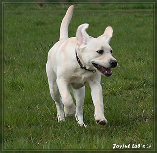 Joyful Labs Be Happy Girl "Greta"