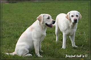 Joyful Labs Dreamgirls