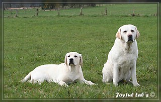 Joyful Labs Dreamgirls