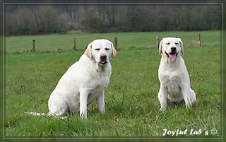 Joyful Labs Dreamgirls