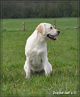 Joyful Labs Be Happy Girl "Greta"