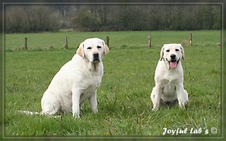 Joyful Labs Dreamgirls