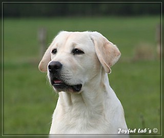 Joyful Labs Be Happy Girl "Greta"