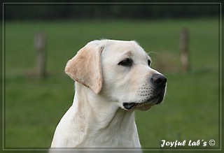 Joyful Labs Be Happy Girl "Greta"