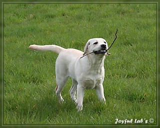 Joyful Labs Be Happy Girl "Greta"