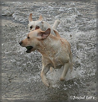 Joyful Lab's Dreamgirls