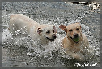 Joyful Lab's Dreamgirls