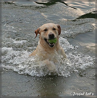 Joyful Lab's Dreamgirls