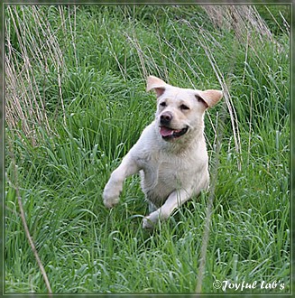 Joyful Lab's Dreamgirls