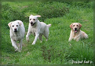 Joyful Lab's Dreamgirls