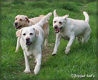 Joyful Lab's Dreamgirls